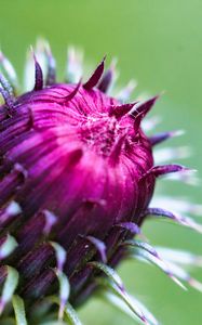 Preview wallpaper thistle, plant, bud, macro