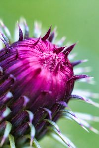 Preview wallpaper thistle, plant, bud, macro