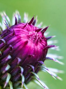 Preview wallpaper thistle, plant, bud, macro