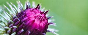 Preview wallpaper thistle, plant, bud, macro