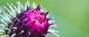 Preview wallpaper thistle, plant, bud, macro