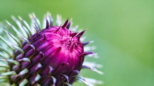 Preview wallpaper thistle, plant, bud, macro