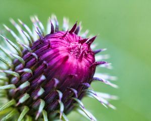 Preview wallpaper thistle, plant, bud, macro