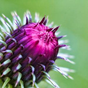 Preview wallpaper thistle, plant, bud, macro