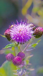 Preview wallpaper thistle, plant, bud, macro, flowers