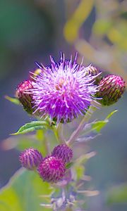 Preview wallpaper thistle, plant, bud, macro, flowers