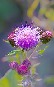 Preview wallpaper thistle, plant, bud, macro, flowers