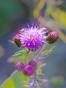 Preview wallpaper thistle, plant, bud, macro, flowers