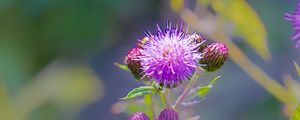 Preview wallpaper thistle, plant, bud, macro, flowers