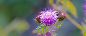 Preview wallpaper thistle, plant, bud, macro, flowers