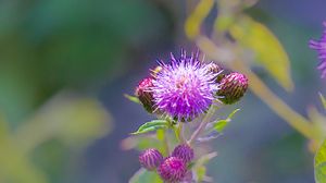 Preview wallpaper thistle, plant, bud, macro, flowers