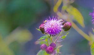 Preview wallpaper thistle, plant, bud, macro, flowers