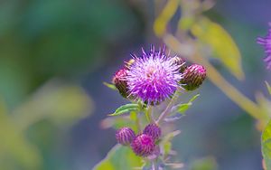 Preview wallpaper thistle, plant, bud, macro, flowers