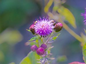 Preview wallpaper thistle, plant, bud, macro, flowers