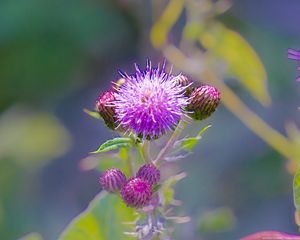 Preview wallpaper thistle, plant, bud, macro, flowers