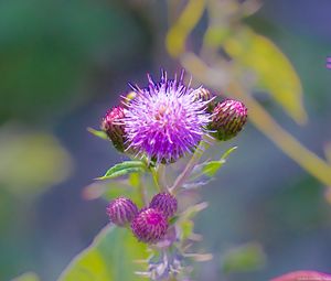 Preview wallpaper thistle, plant, bud, macro, flowers