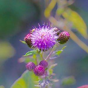 Preview wallpaper thistle, plant, bud, macro, flowers