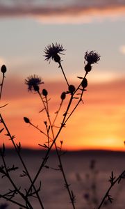 Preview wallpaper thistle, plant, field, sunset, dark
