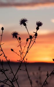 Preview wallpaper thistle, plant, field, sunset, dark