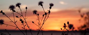 Preview wallpaper thistle, plant, field, sunset, dark