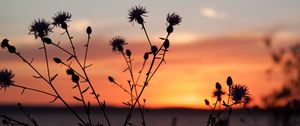 Preview wallpaper thistle, plant, field, sunset, dark