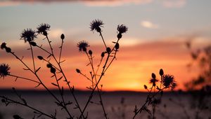 Preview wallpaper thistle, plant, field, sunset, dark