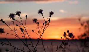Preview wallpaper thistle, plant, field, sunset, dark