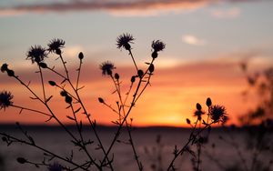 Preview wallpaper thistle, plant, field, sunset, dark