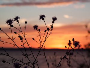 Preview wallpaper thistle, plant, field, sunset, dark