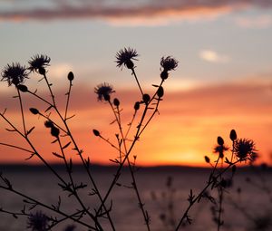 Preview wallpaper thistle, plant, field, sunset, dark
