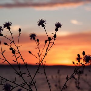 Preview wallpaper thistle, plant, field, sunset, dark