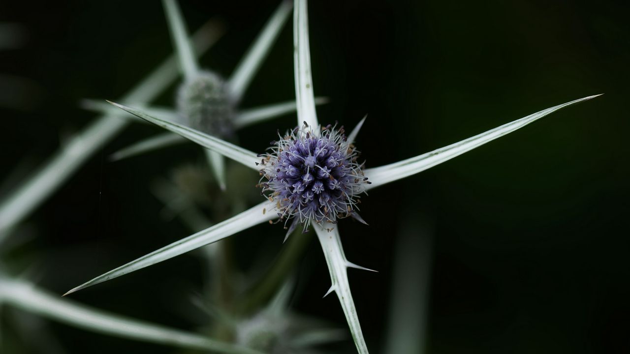 Wallpaper thistle, plant, macro