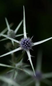 Preview wallpaper thistle, plant, macro