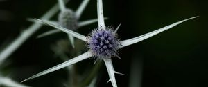 Preview wallpaper thistle, plant, macro