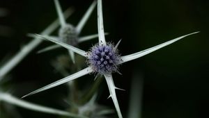 Preview wallpaper thistle, plant, macro