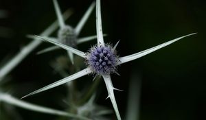 Preview wallpaper thistle, plant, macro