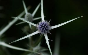 Preview wallpaper thistle, plant, macro