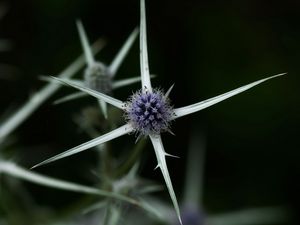 Preview wallpaper thistle, plant, macro