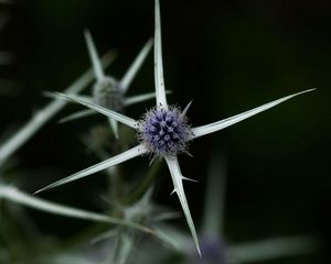 Preview wallpaper thistle, plant, macro