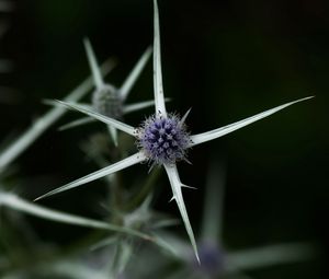 Preview wallpaper thistle, plant, macro