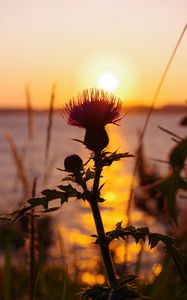 Preview wallpaper thistle, plant, sun, sunset