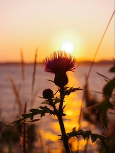 Preview wallpaper thistle, plant, sun, sunset