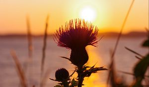 Preview wallpaper thistle, plant, sun, sunset