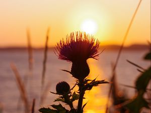 Preview wallpaper thistle, plant, sun, sunset