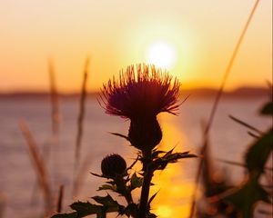 Preview wallpaper thistle, plant, sun, sunset