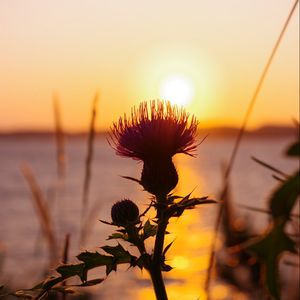 Preview wallpaper thistle, plant, sun, sunset