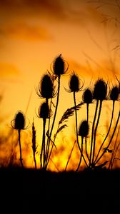 Preview wallpaper thistle, silhouettes, sunset, dark