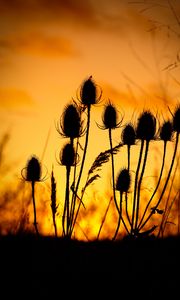 Preview wallpaper thistle, silhouettes, sunset, dark