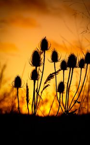 Preview wallpaper thistle, silhouettes, sunset, dark