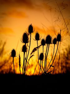 Preview wallpaper thistle, silhouettes, sunset, dark